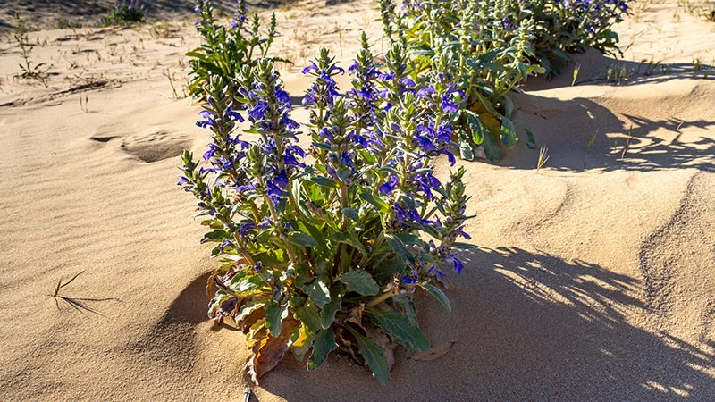 Ajuga australis - Australian Bugle