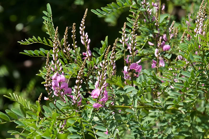 Austral Indigo – Indigofera australis