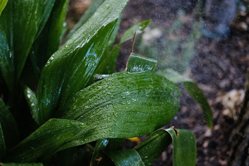 Cast Iron Plant – Aspidistra elatior