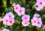 Catharanthus roseus - Madagascar Periwinkle