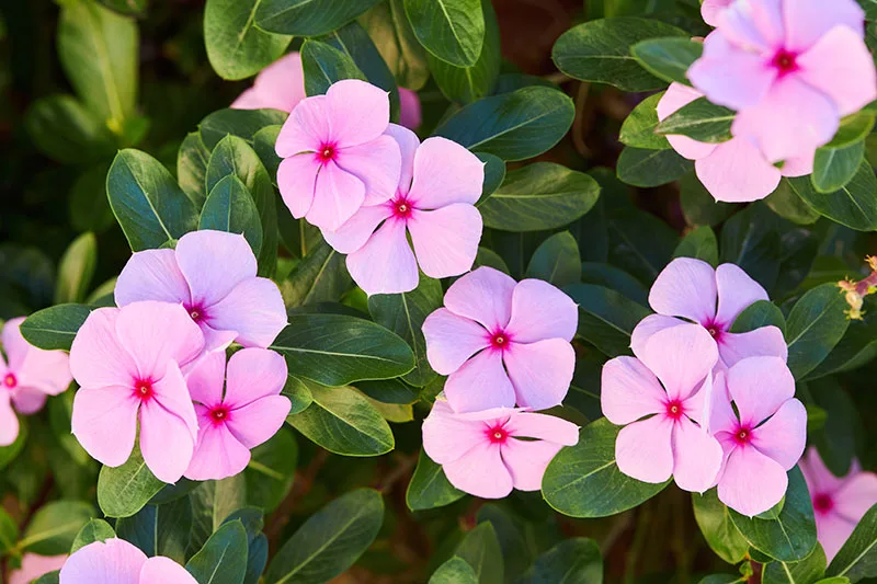 Catharanthus roseus - Madagascar Periwinkle