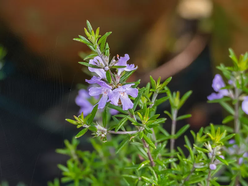 Coastal Rosemary – Westringia ‘Wynyabbie Gem’