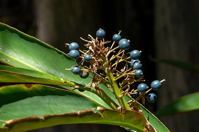 Native Ginger – Alpinia caerulea