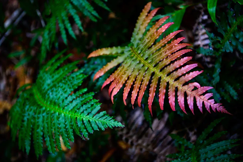 Prickly Rasp Fern – Blechnum neohollandicum Syn. Doodia aspera