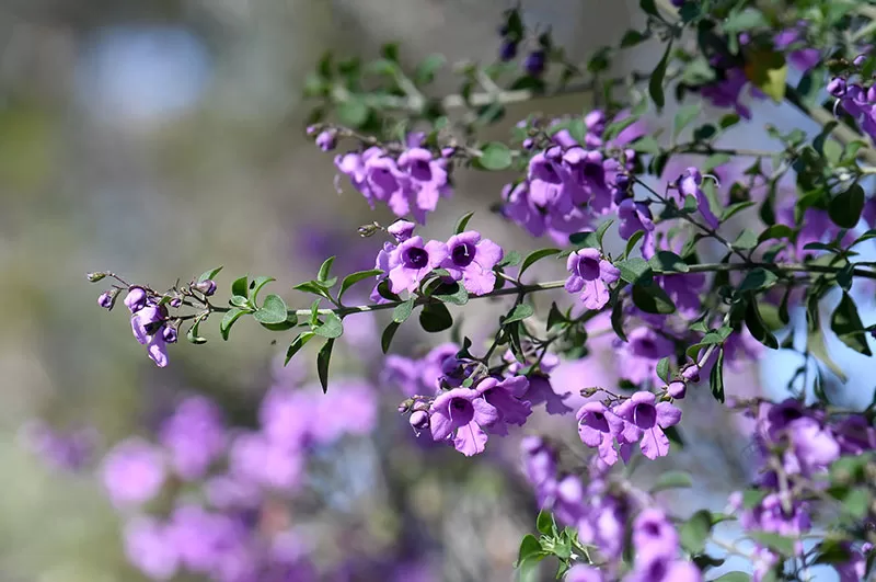 Purple Mint Bush – Prostanthera ovalifolia