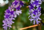 Queen’s Wreath – Petrea volubilis