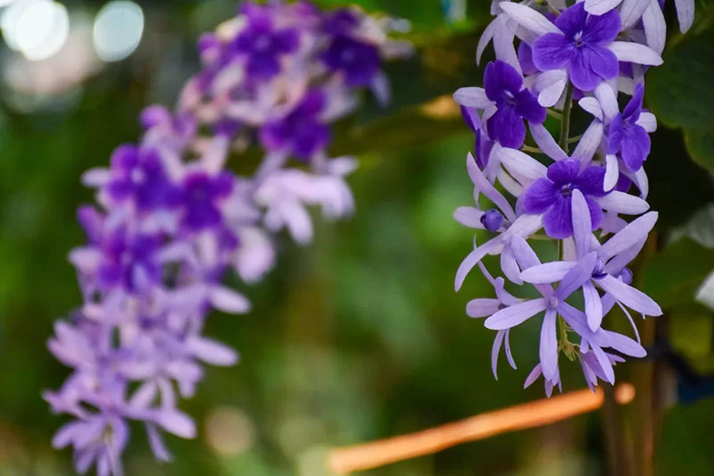 Queen’s Wreath – Petrea volubilis