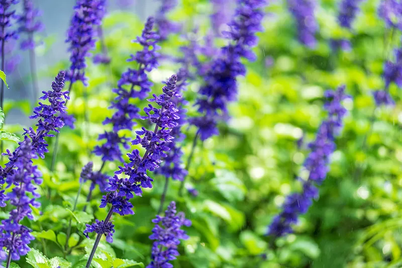 Salvia ‘Mystic Spires Blue’