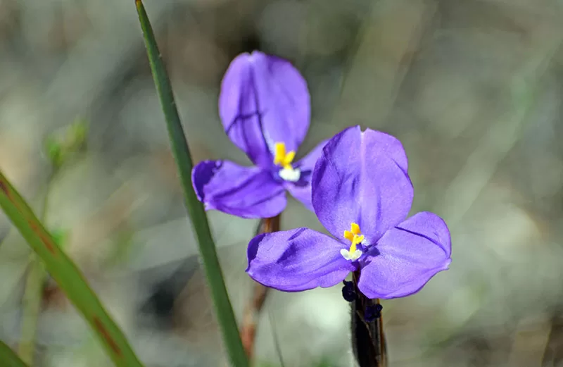 Silky Purple Flag – Patersonia sericea