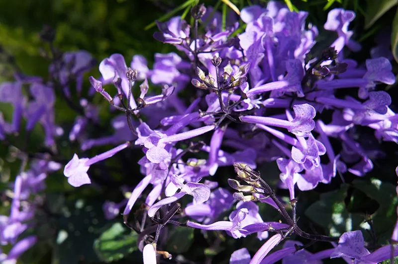 Spurflower – Plectranthus ‘Mona Lavender’