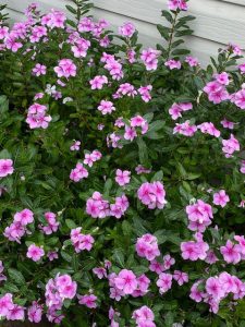Pink flowering Catharanthus roseus (commonly called Madagascar Periwinkle or Pink Periwinkle)