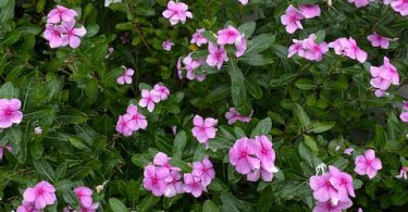 Vinca minor Periwinkle