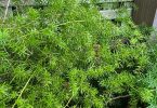 Asparagus Fern Weed