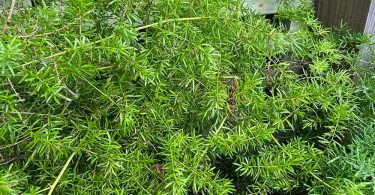 Asparagus Fern Weed