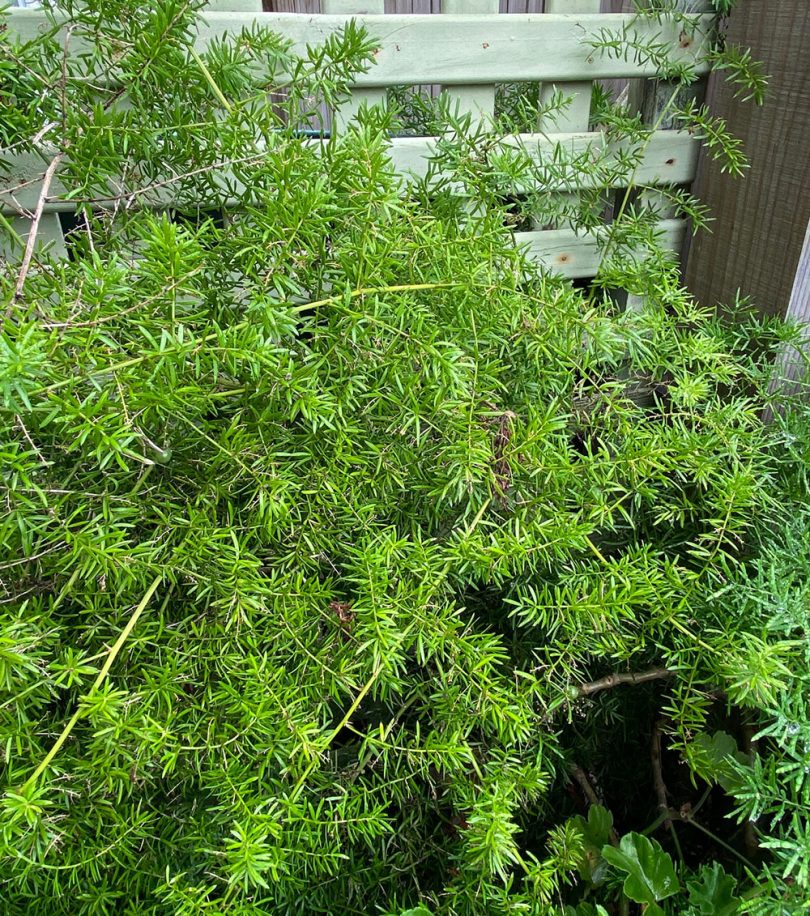 Asparagus Fern Weed