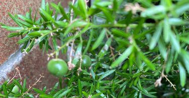 Asparagus Fern Weed