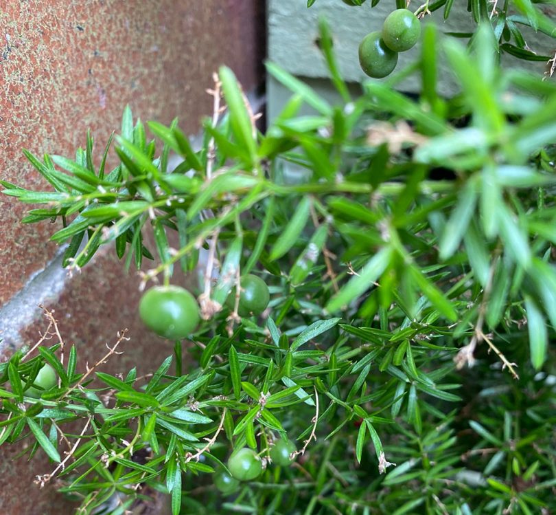 Asparagus Fern Weed