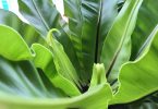 Asplenium australasicum Birds Nest Fern