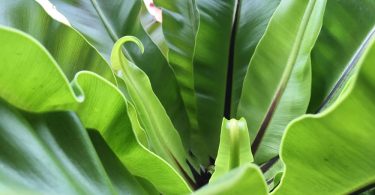 Asplenium australasicum Birds Nest Fern