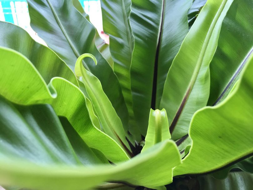 Asplenium australasicum Birds Nest Fern