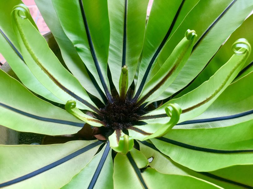 Asplenium australasicum Birds Nest Fern