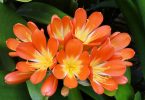 Clivia miniata