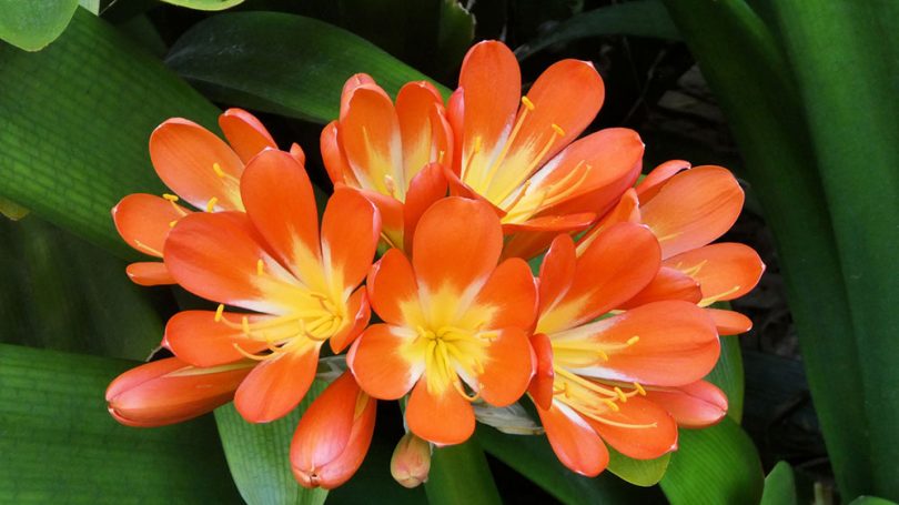 Clivia miniata