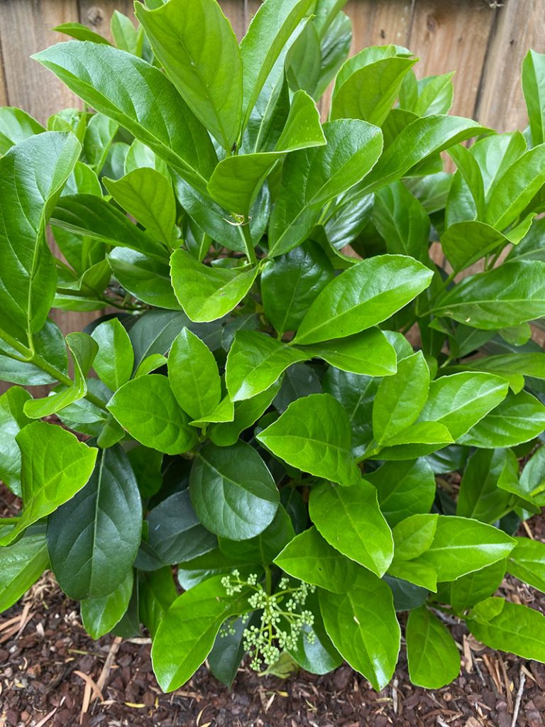 Viburnum odoratissimum 'Dense Fence™'