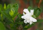 Gardenia augusta