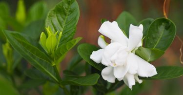 Gardenia augusta