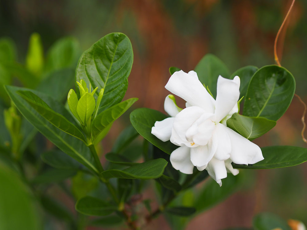 Gardenia augusta