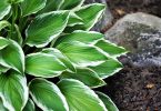 Hosta species - Plantain Lily