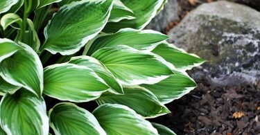 Hosta species - Plantain Lily