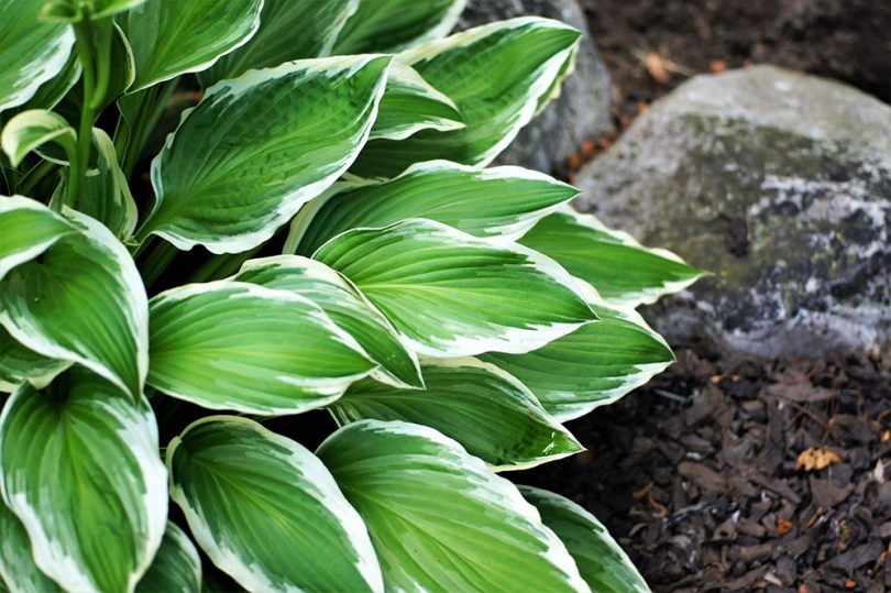 Hosta species - Plantain Lily