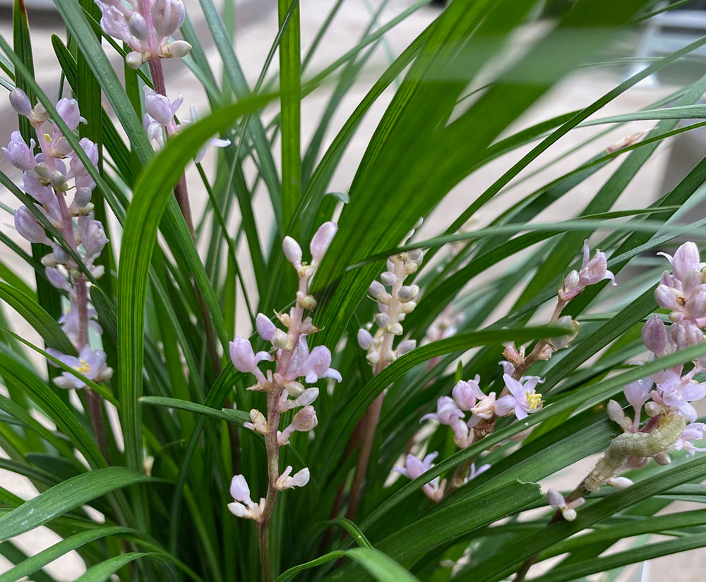 Liriope muscari 'Isabella'