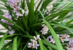 Liriope muscari 'Isabella'