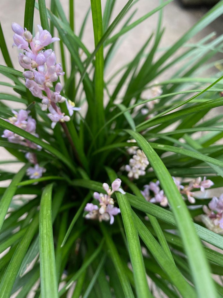 Liriope muscari 'Isabella'