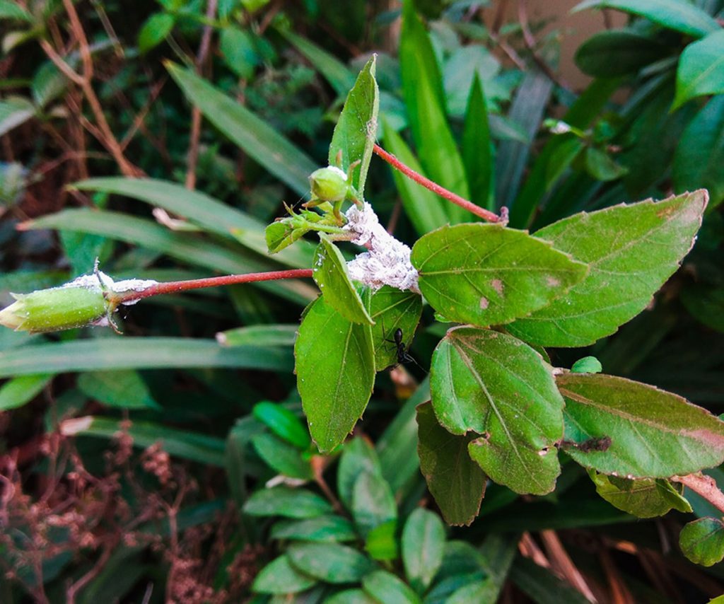 Plant affected by Mealybugs