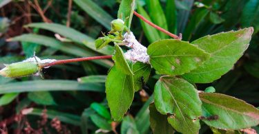 Mealybugs