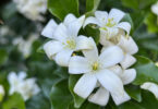 Murraya paniculata - Orange Jessamine/Mock Orange