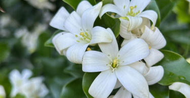 Murraya paniculata - Orange Jessamine/Mock Orange