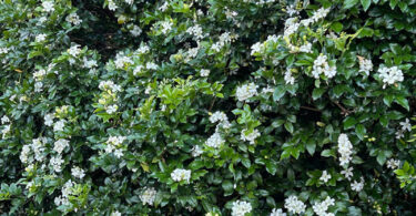 Murraya paniculata - Orange Jessamine/Mock Orange