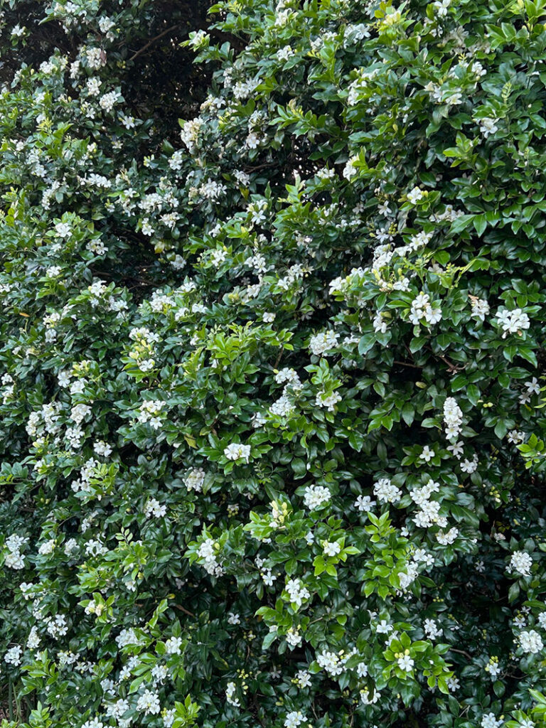 Murraya paniculata - Orange Jessamine/Mock Orange