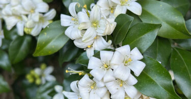 Murraya paniculata - Orange Jessamine/Mock Orange