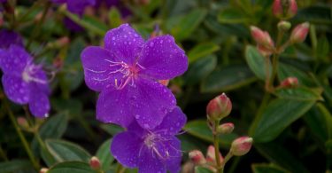 Tibouchina 'Jules'