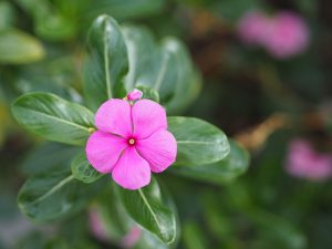 Catharanthus roseus - Pink flowering Periwinkle