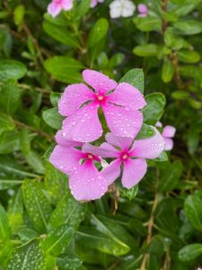 Pink flowering Catharanthus roseus (commonly called Madagascar or Pink Periwinkle)