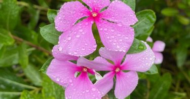 Vinca minor Periwinkle