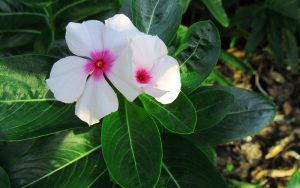 Catharanthus roseus (commonly called Madagascar Periwinkle) which was once known as Vinca rosea.
