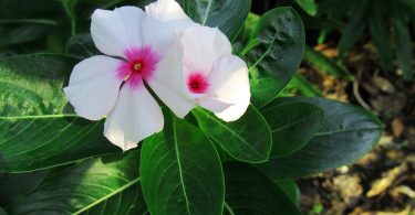 Vinca minor Periwinkle